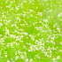 高原の白いソバの花