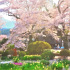 実相寺の桜、水仙の花畑