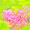 華やかな色と長い雄蕊のアカバナシモツケ