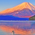 冬の紅富士と白鳥