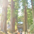 正月の杉並木参道