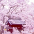 高遠城址の赤み桜