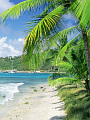 椰子の木の待ち受け 壁紙画像一覧 1 海の楽園フォト