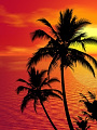 椰子の木の待ち受け 壁紙画像一覧 1 海の楽園フォト