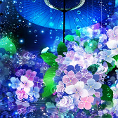 梅雨月に紫陽花 弐青 水色 和風 幻想壁紙